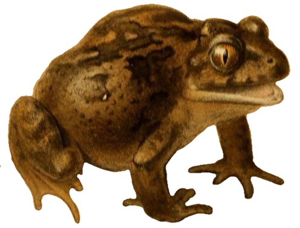 Лягушка это млекопитающее