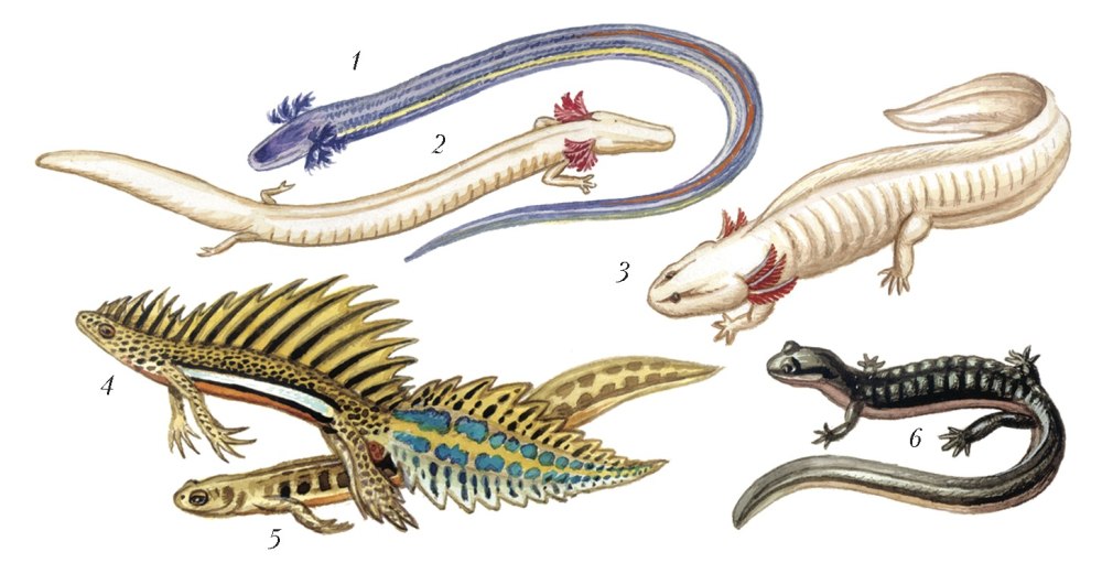 Отряд хвостатые