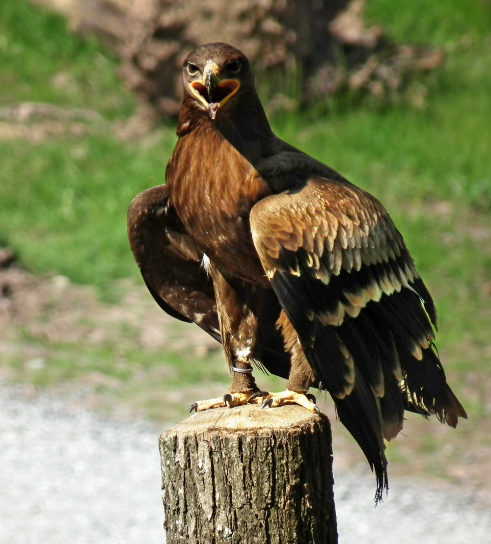 Aquila Rapax nipalensis - Степной Орел