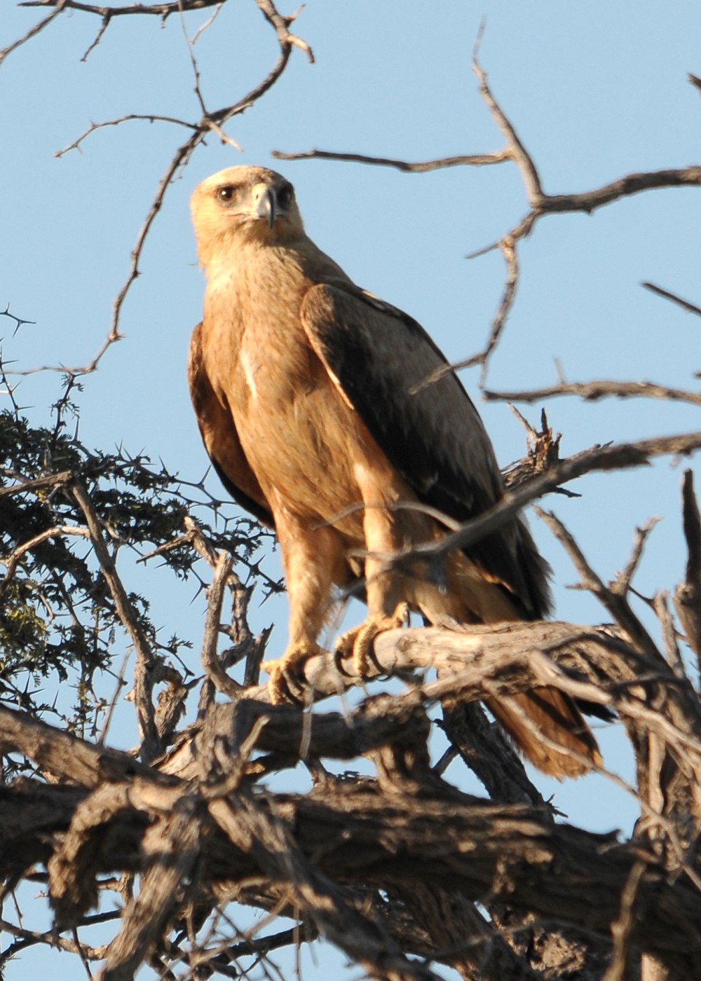 Tawny Eagle