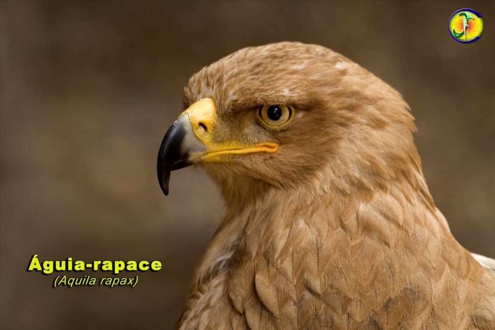 Степной Орел Aquila Rapax