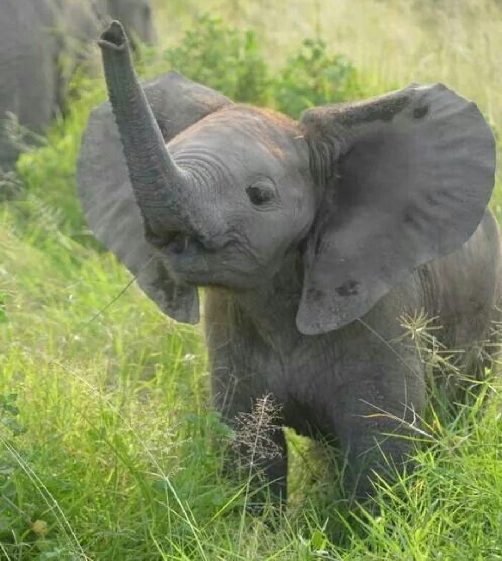 Можно слоник