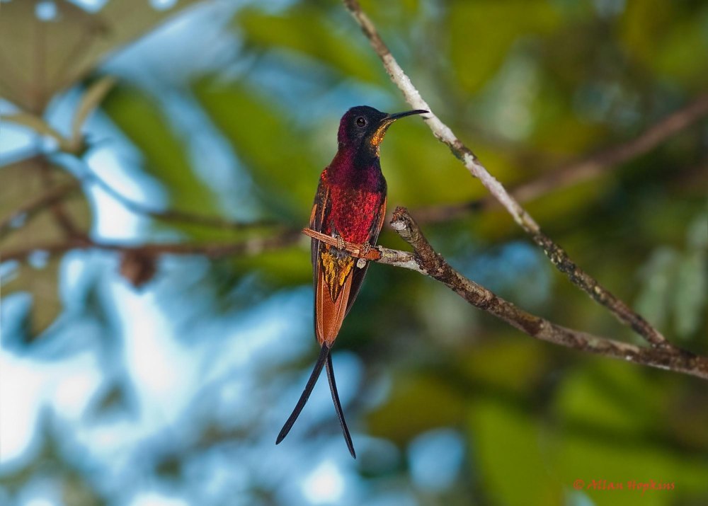 Sephanoides fernandensis