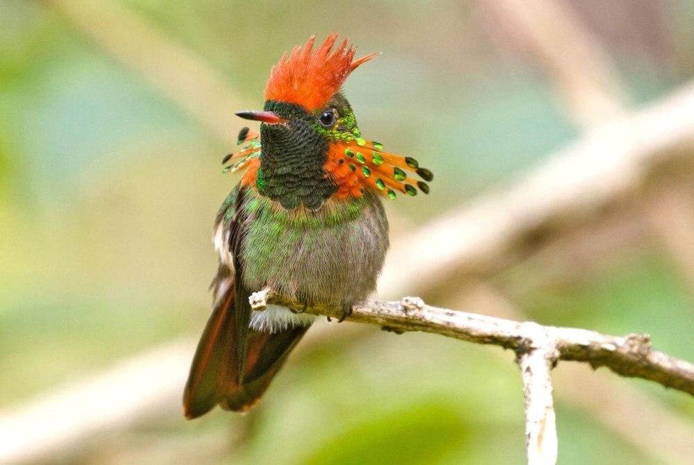 Lophornis ornatus