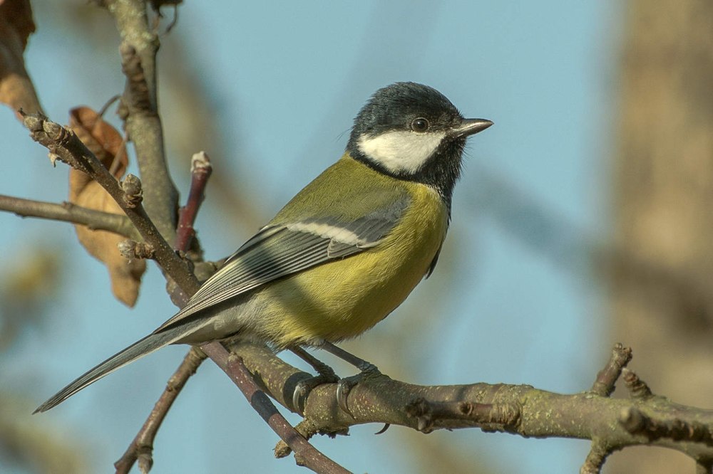 Зеленоспинная синица ареал