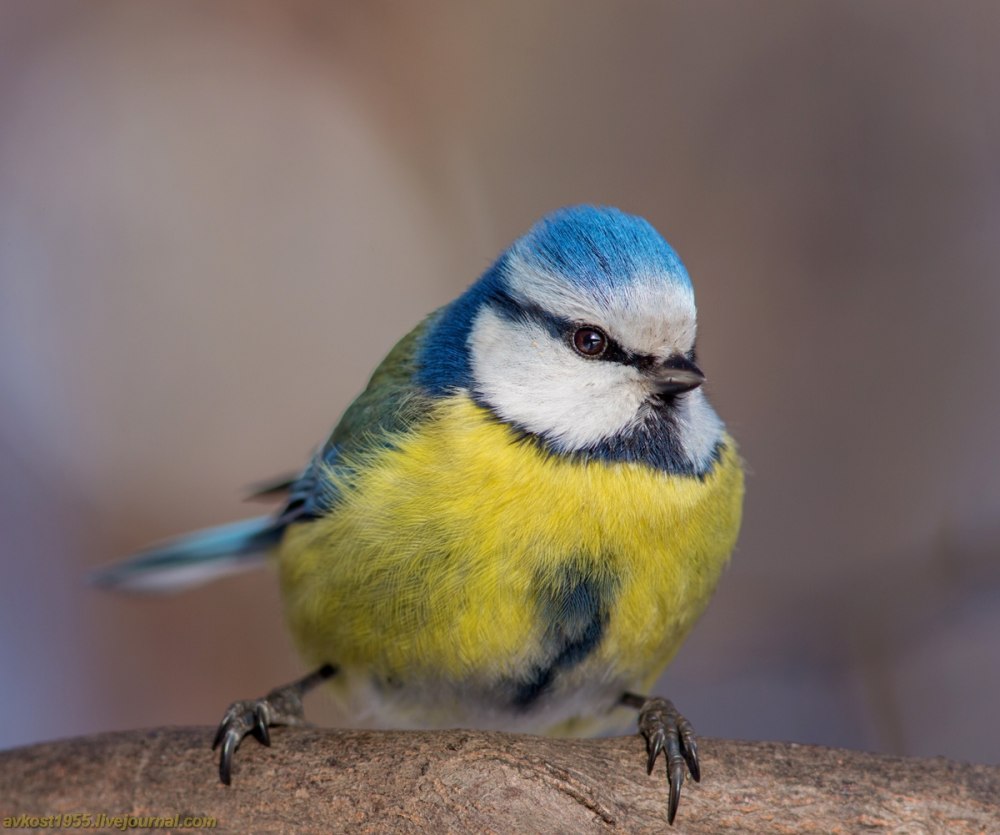 Синица лазоревка подвиды