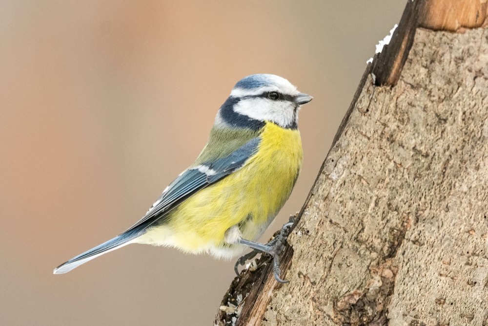 Синица лазоревка систематика