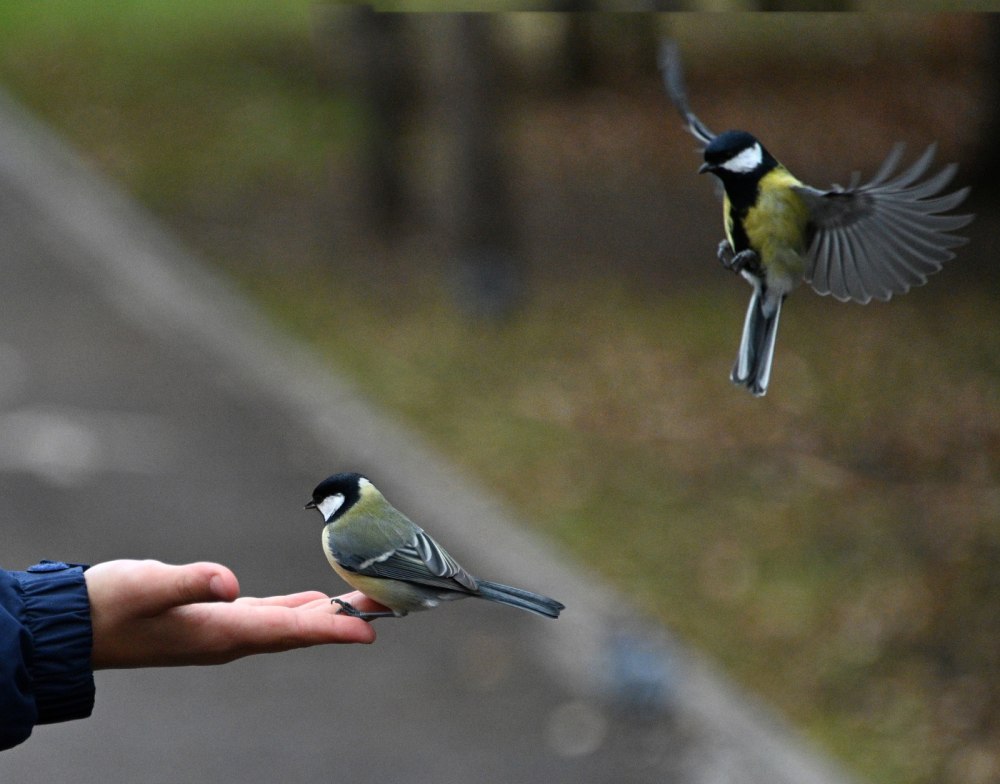 Синичка и человек