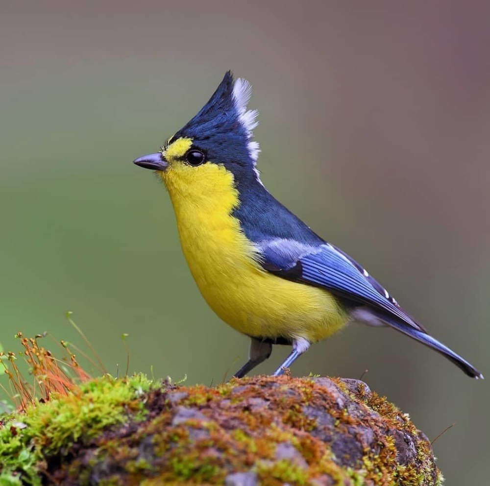 Тайваньская желтая синица