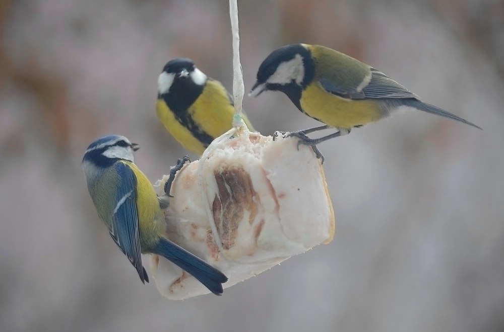 Завтрак у синичек