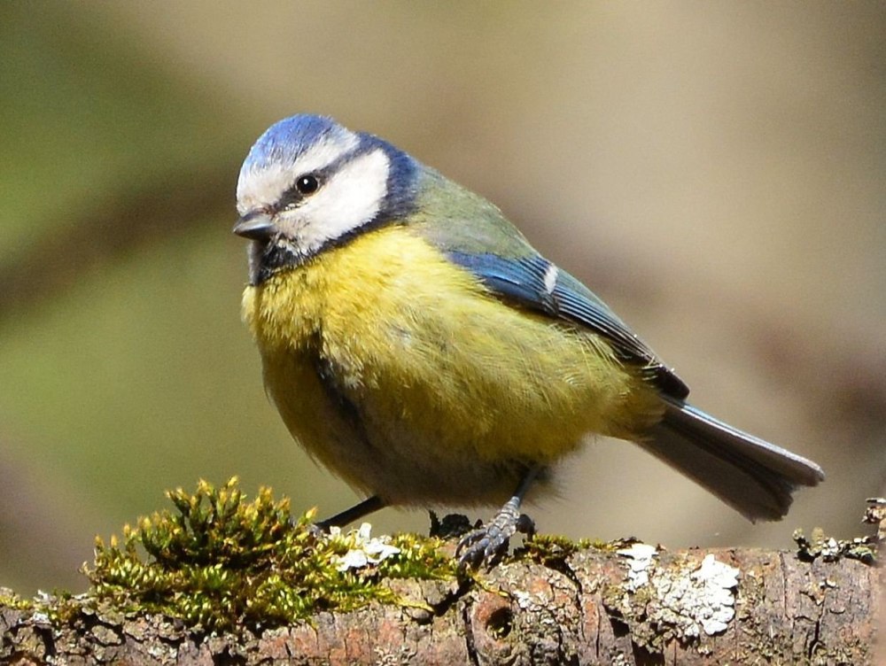 Синица лазоревка подвиды
