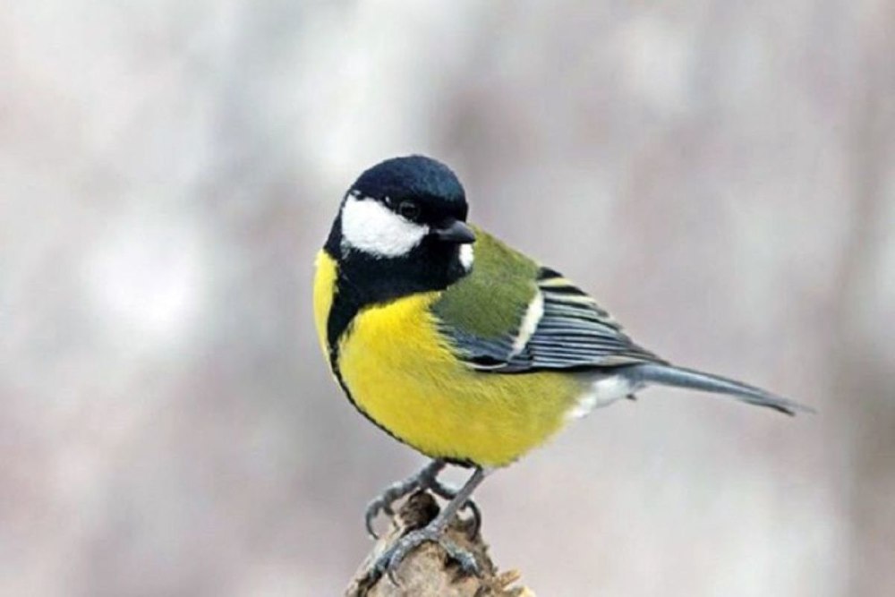 Синичка Перелетная птица