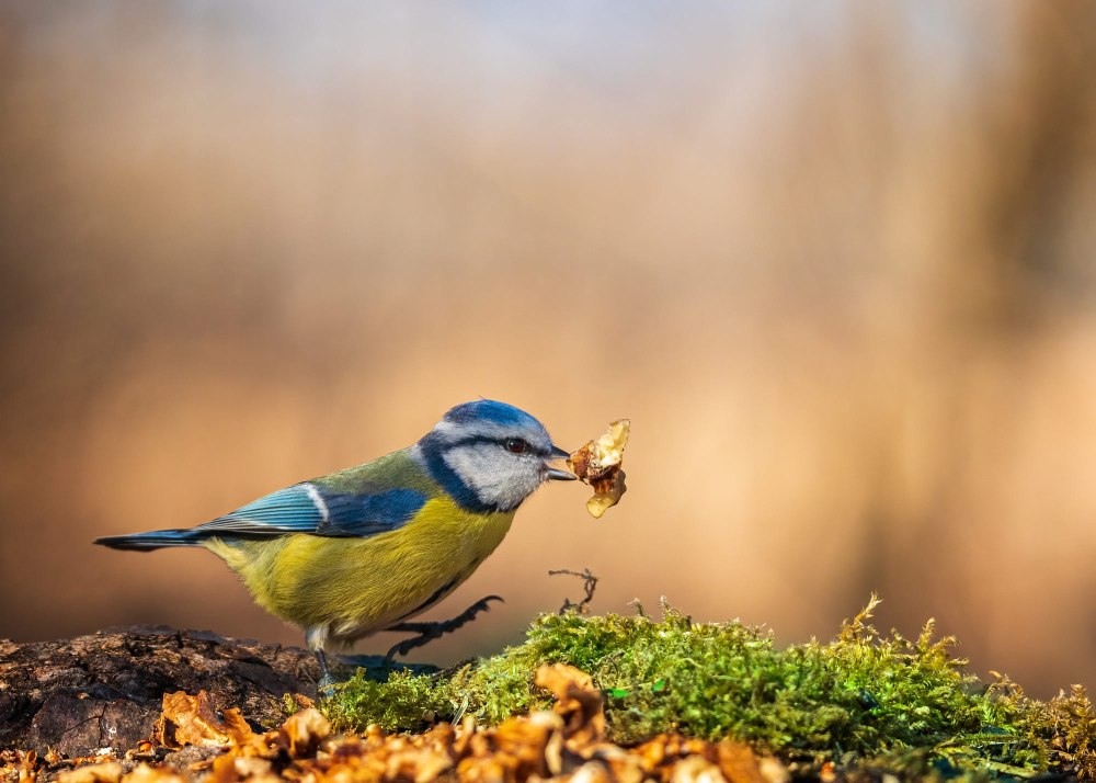 Синичка на ветке рисунок