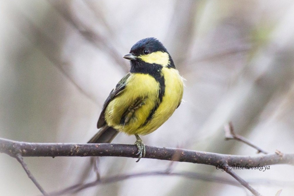 Синица Зинзивер кузнечик