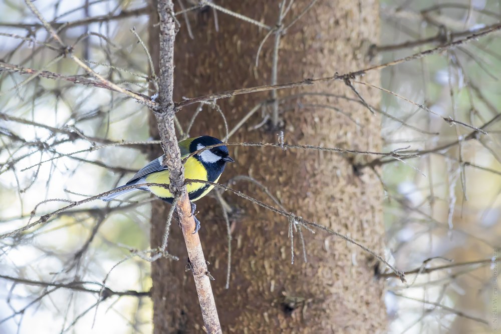 Синицы прыгают с ветки на ветку