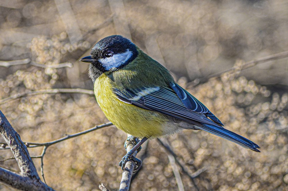 Птицы России синица