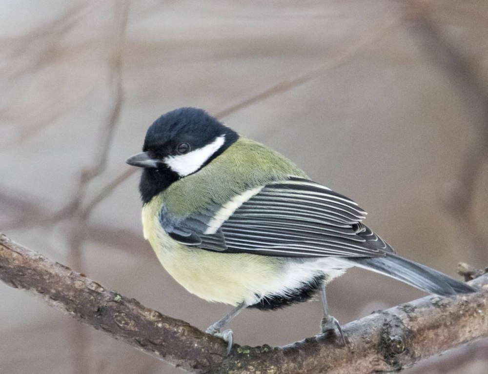 Зеленоспи́нная сини́ца