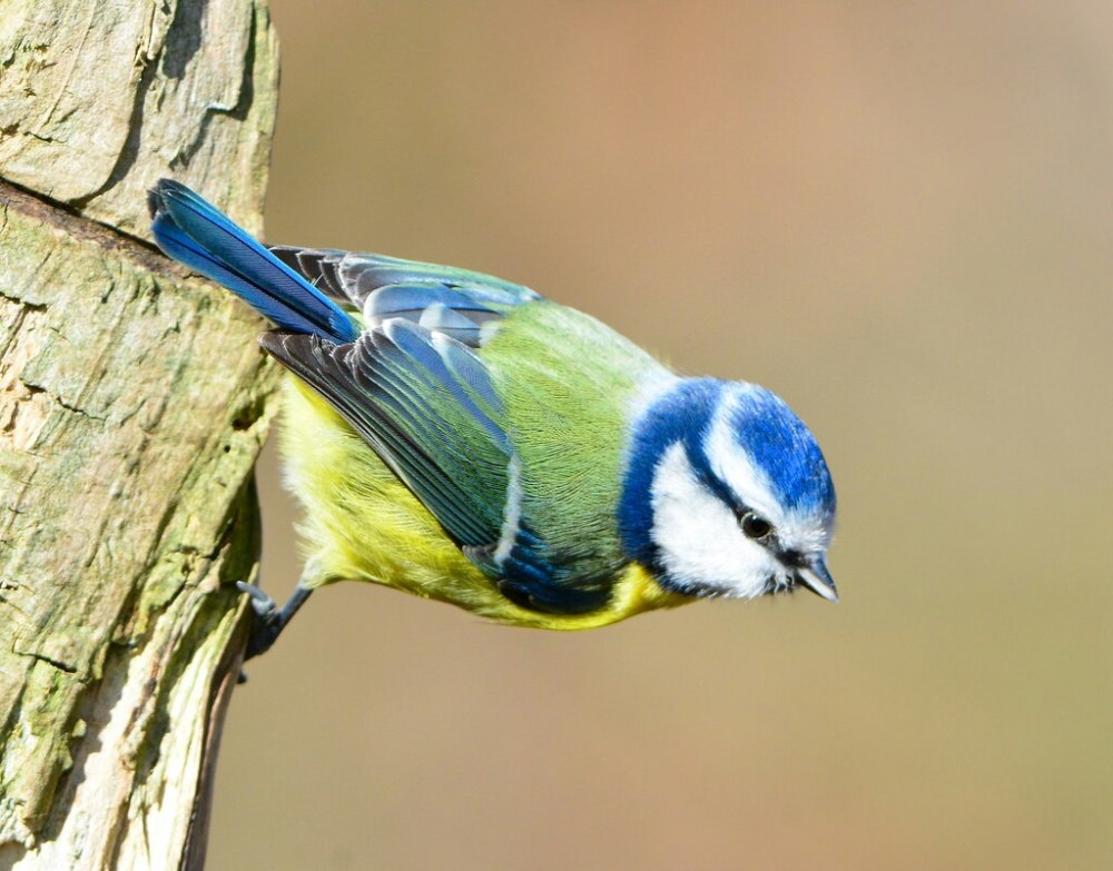 Синица лазоревка подвиды