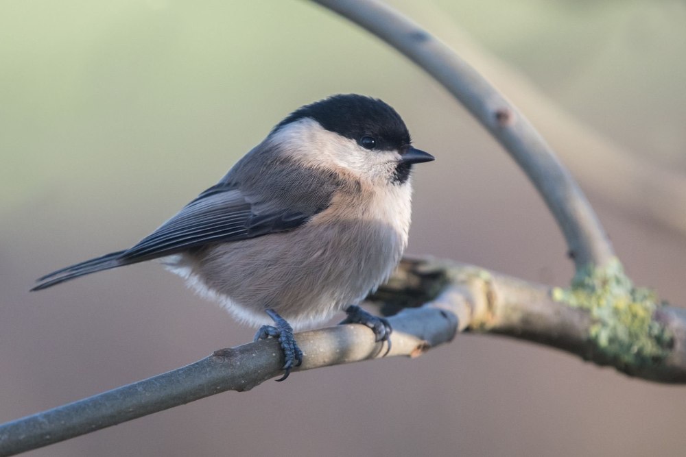Буроголовая гаичка