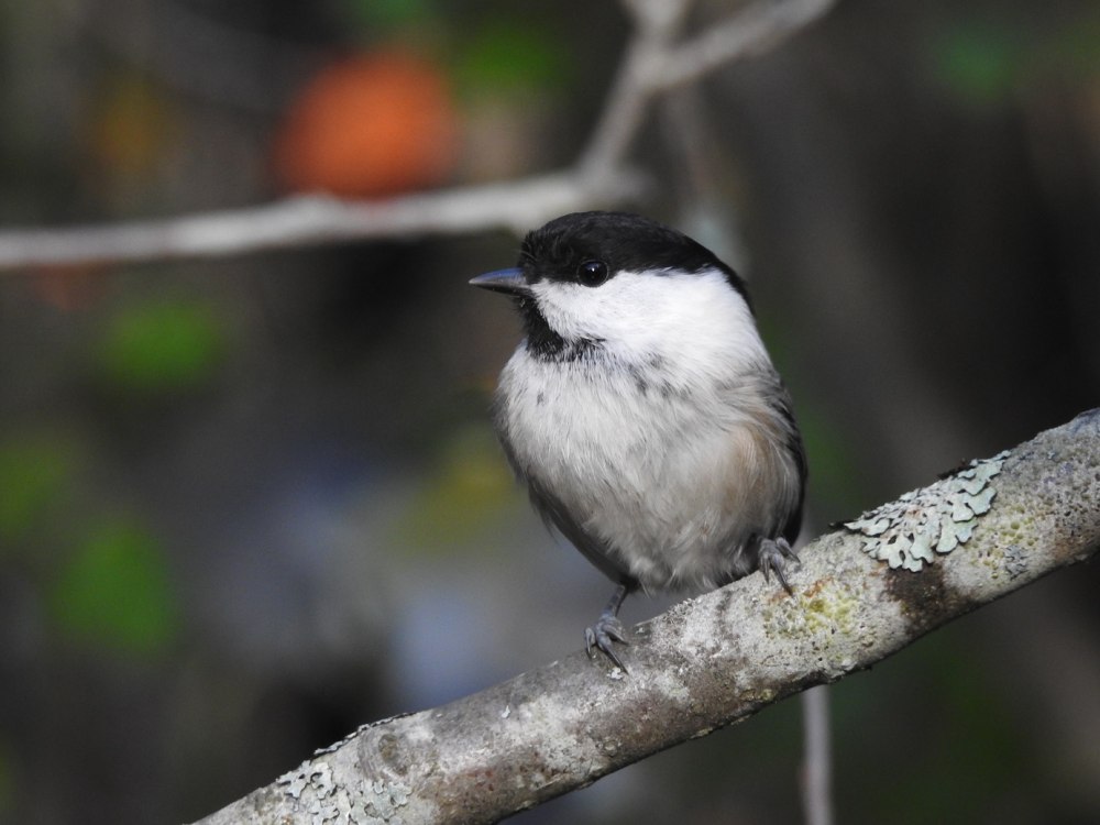 Маленькие синицы гаечки