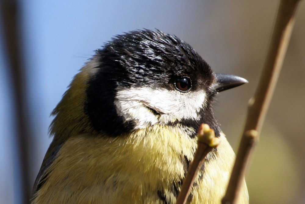 Клюв лазоревки