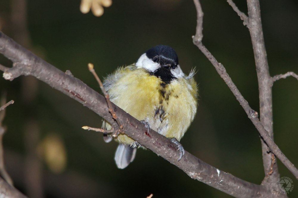 Лапка синицы