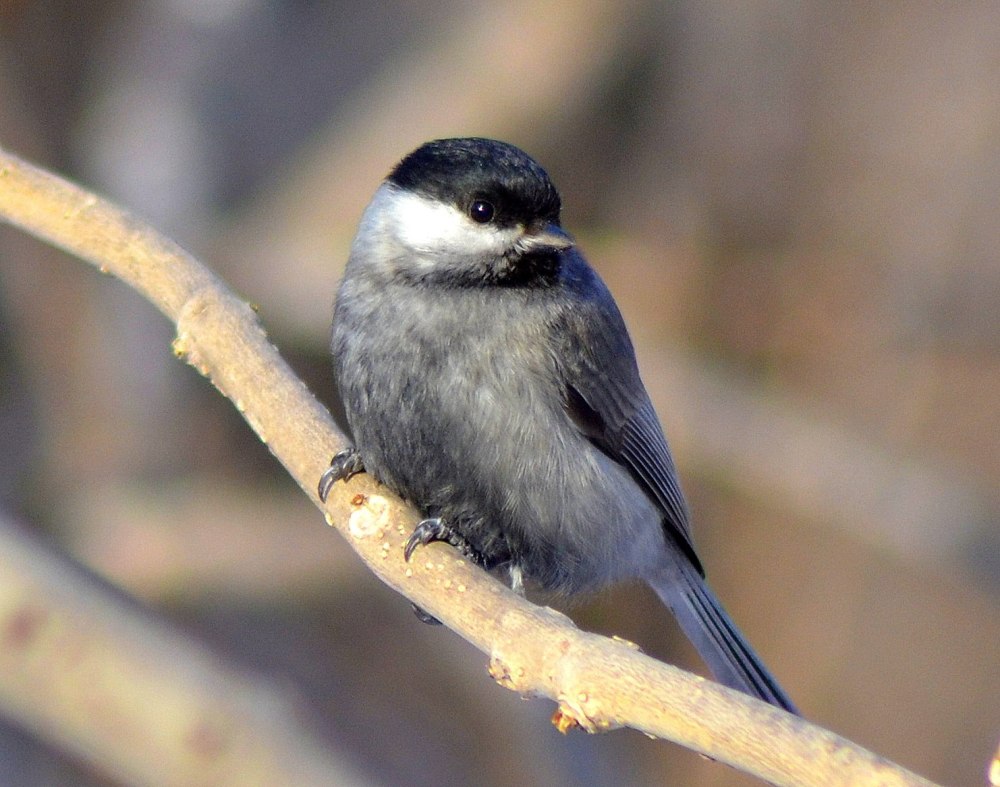 Синица лазоревка подвиды