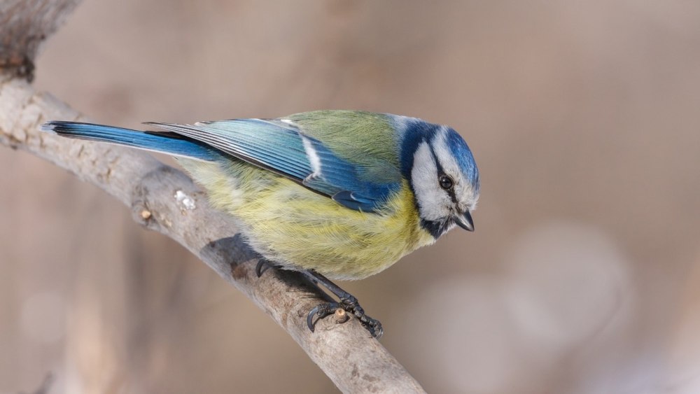 Синица голубая лазоревка