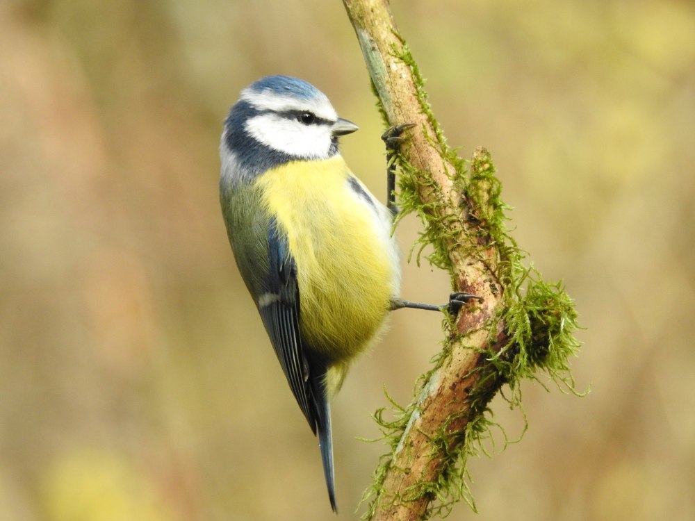 Форель лазоревка