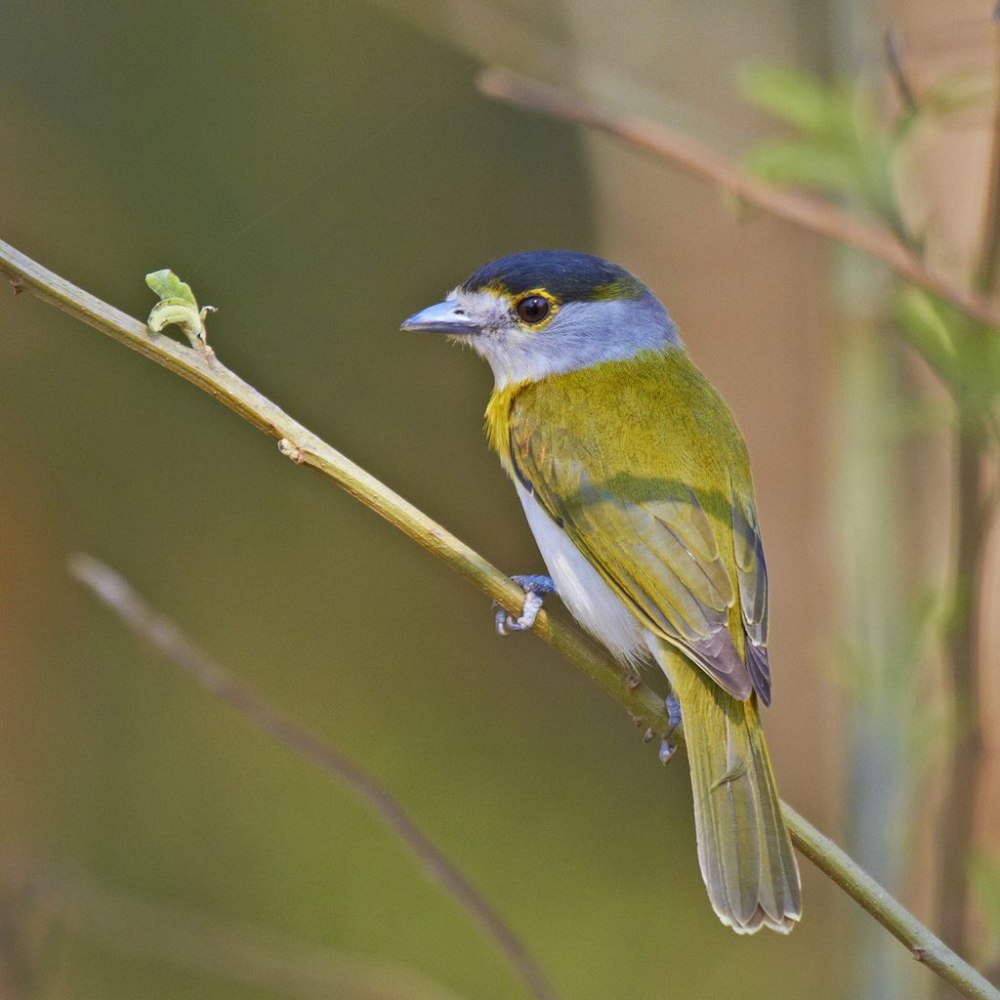 Зеленоспинная синица ареал