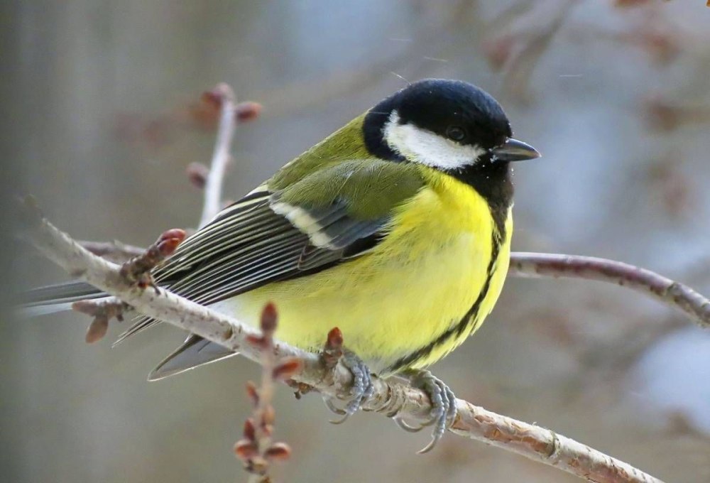 Синица большая птица фото