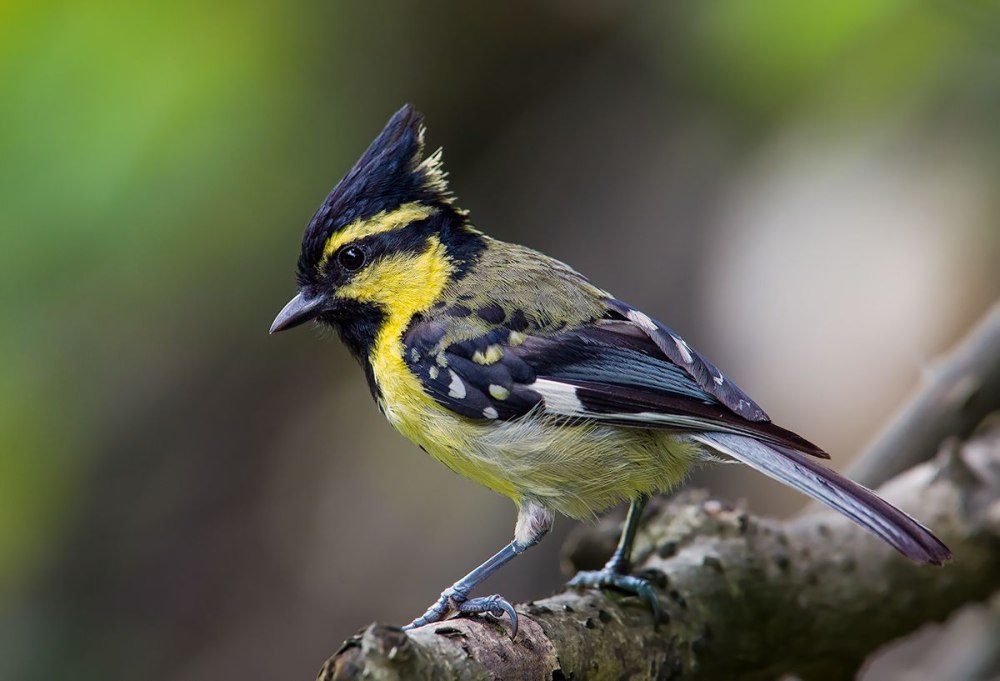 Machlolophus xanthogenys