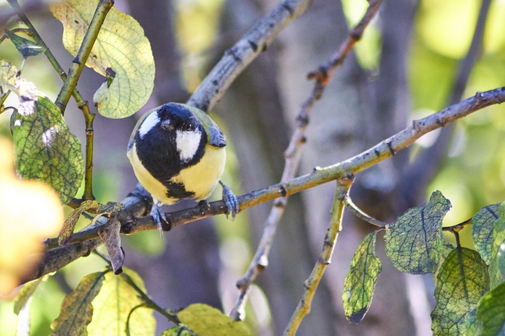 Темношапочная кустарниковая синица