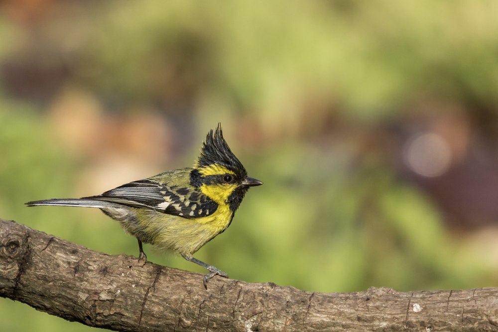 Machlolophus xanthogenys