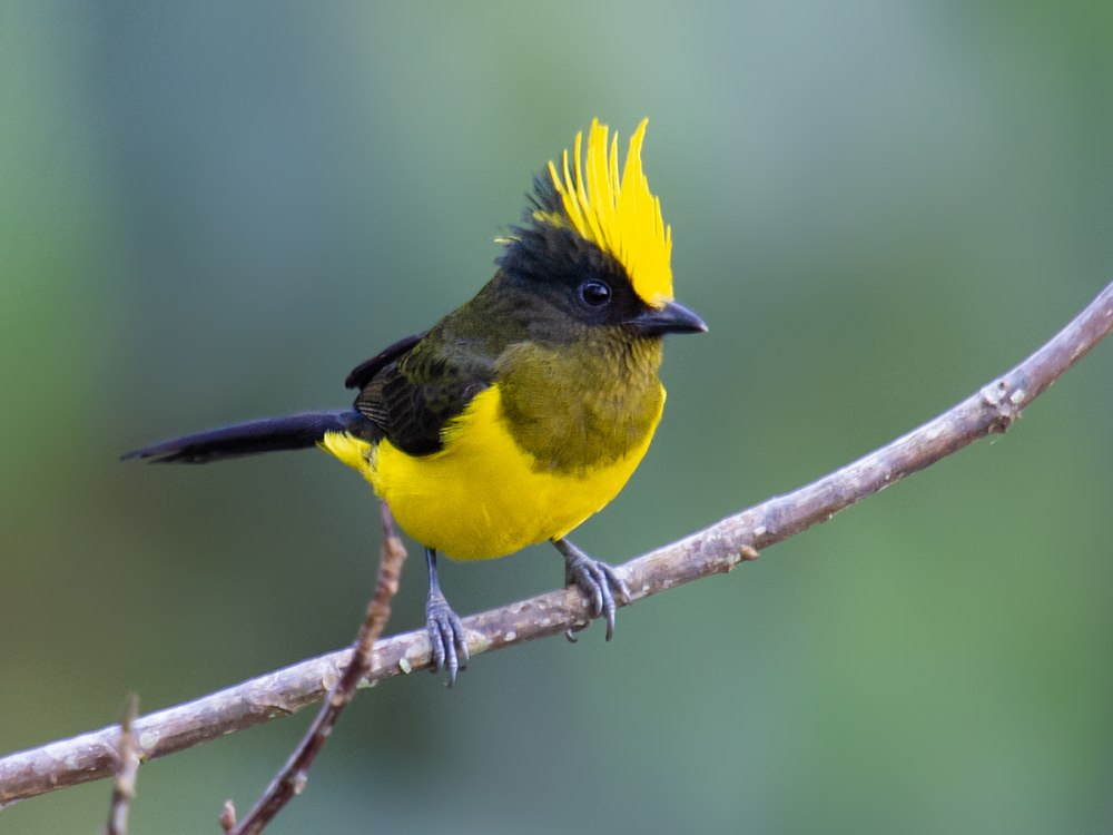 Золотохохлый садовник птица