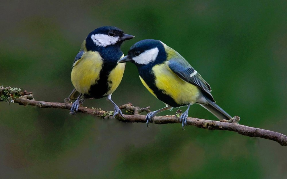 Большая синица и синица лазоревка