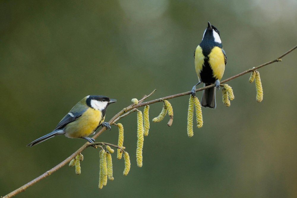 Лазоревка синица самец
