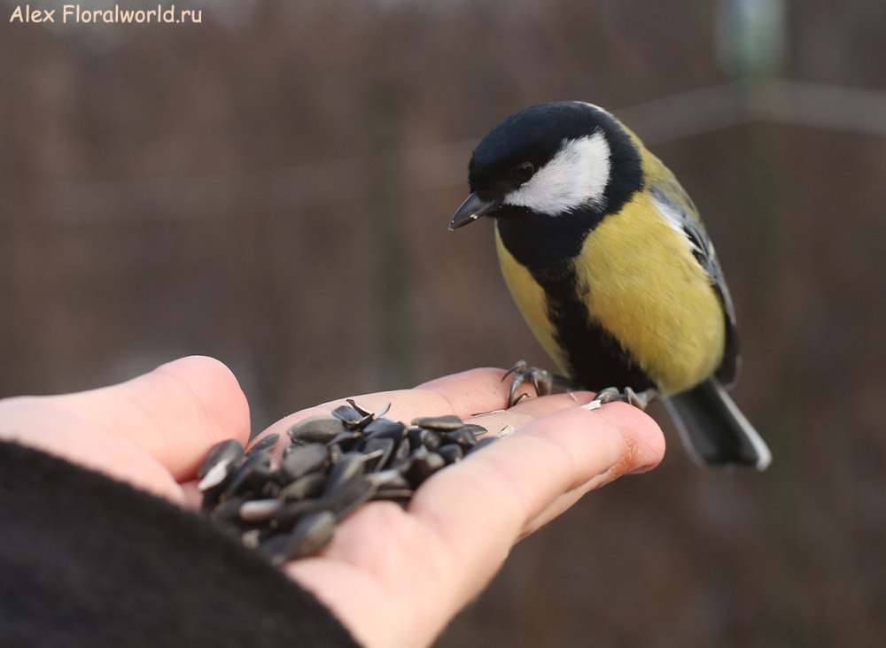 Самец синицы