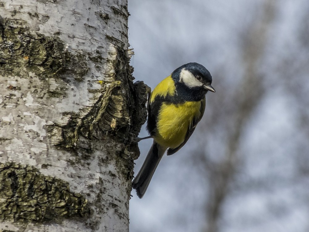 Синичка на дереве