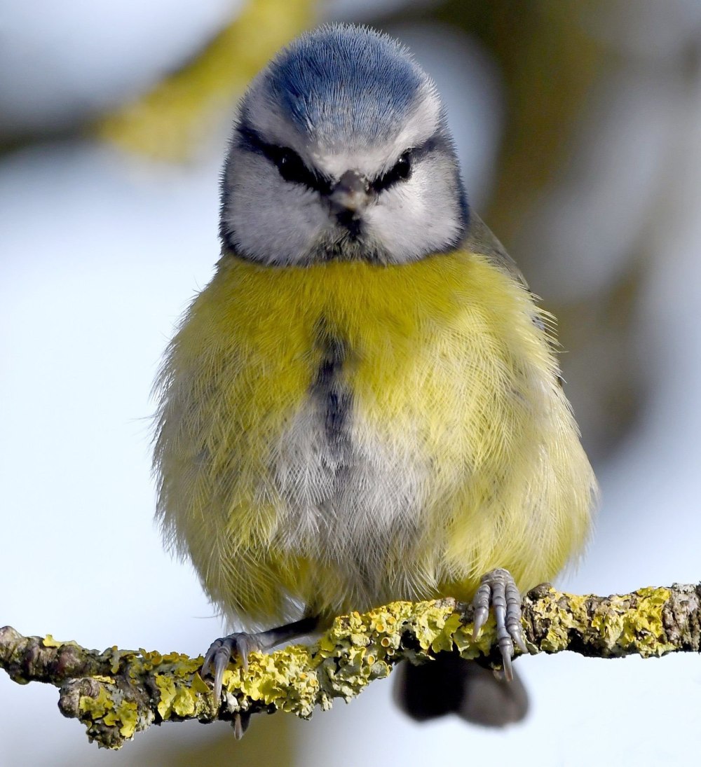 Желтая синица