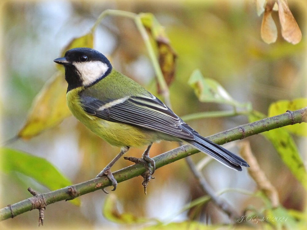 Синица птица фото и описание