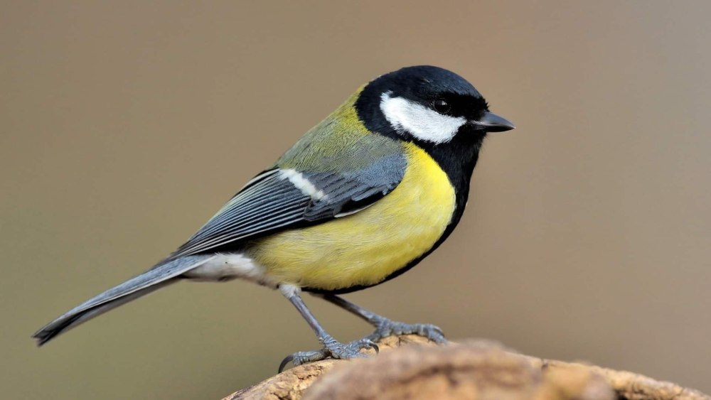 Большая синица