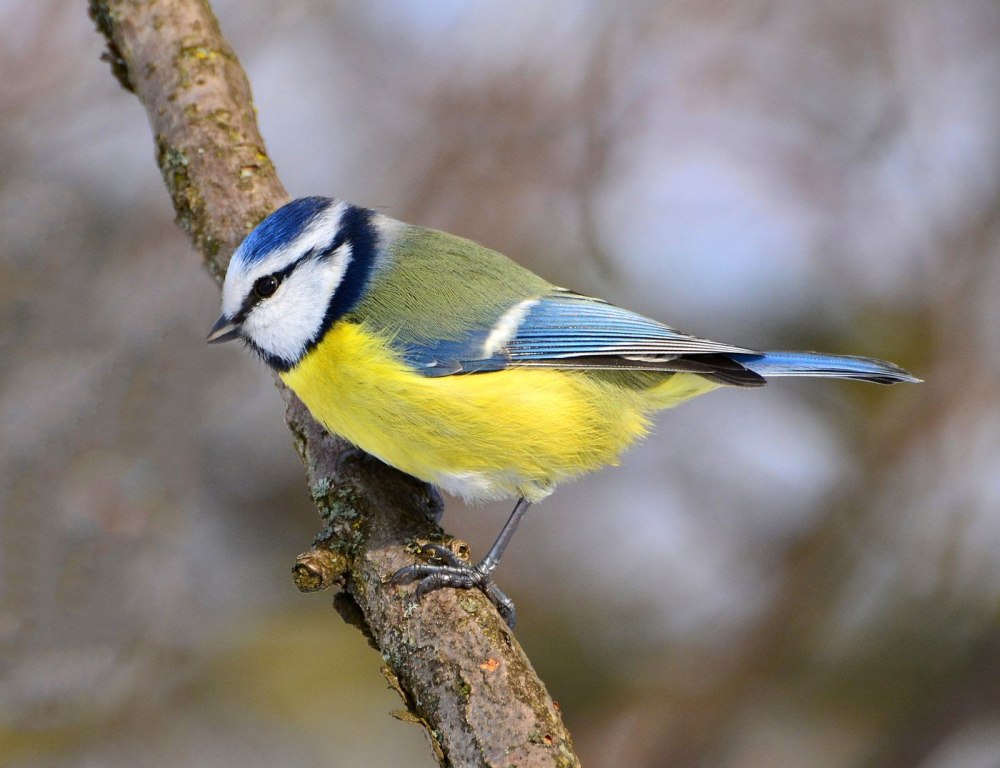 Обыкновенная лазоревка