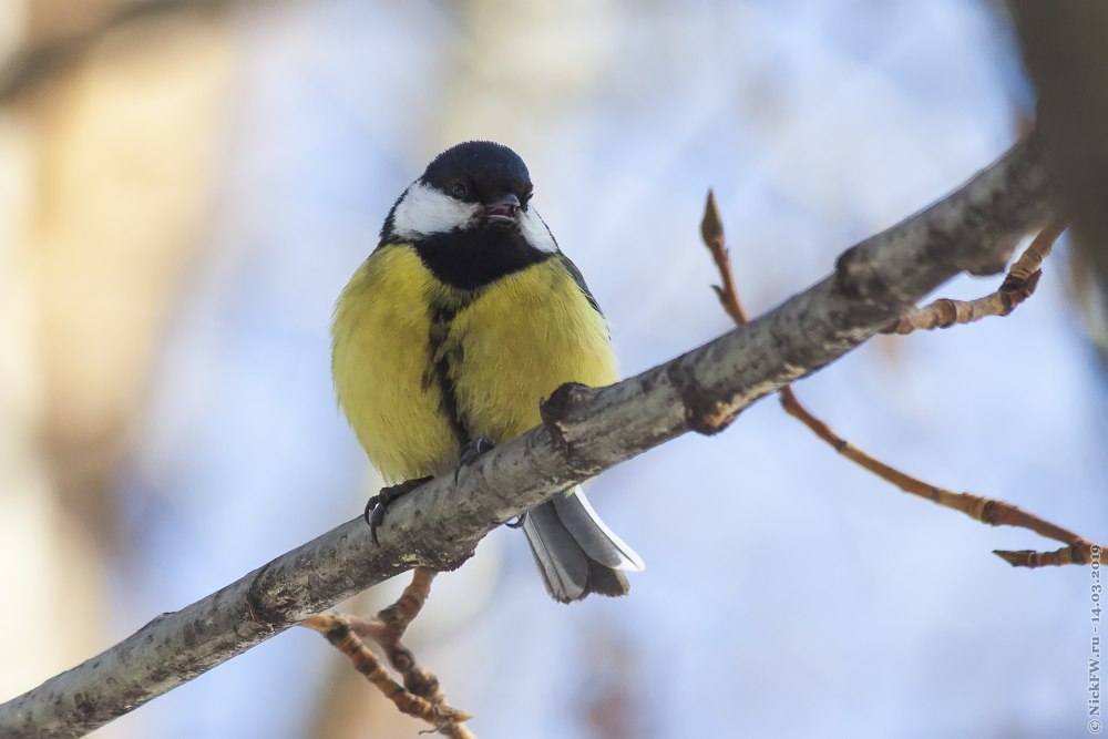 Синица и Соловей