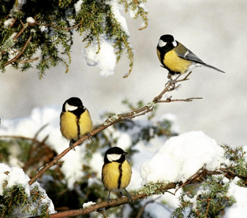 Агафий полухлебник