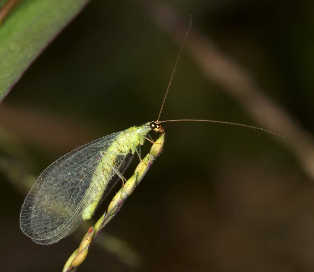 Златоглазка Chrysopa