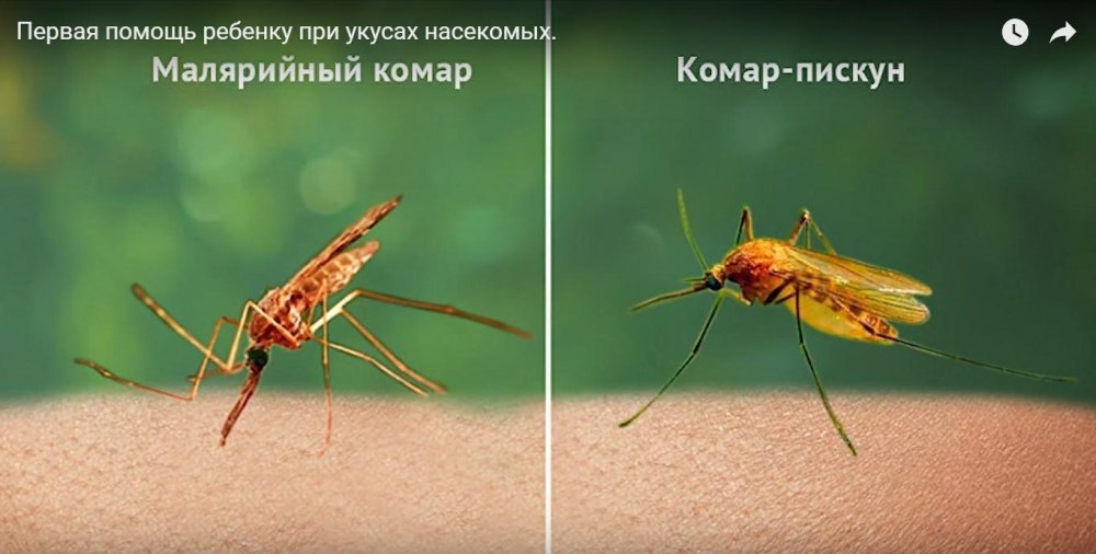 Малярийный комар анофелес