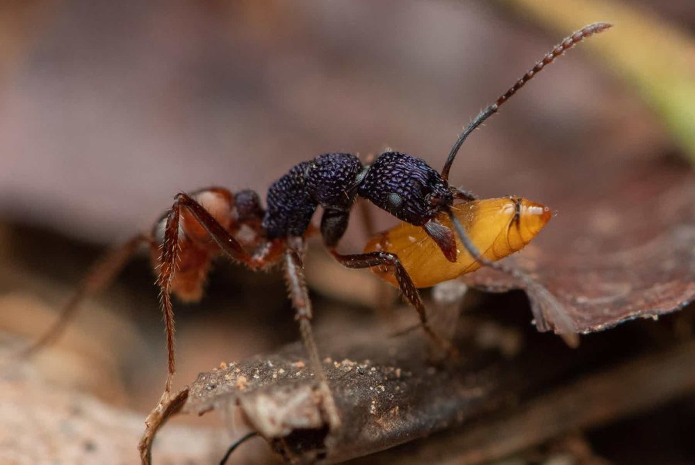 Ant in