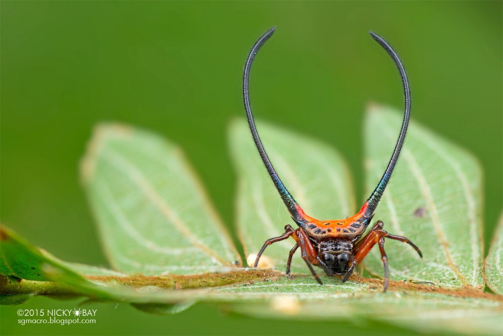Macracantha arcuata вид сбоку