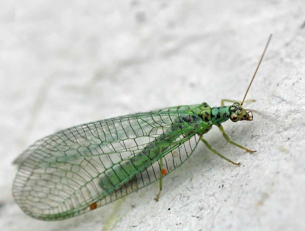 Chrysopidae (златоглазка)